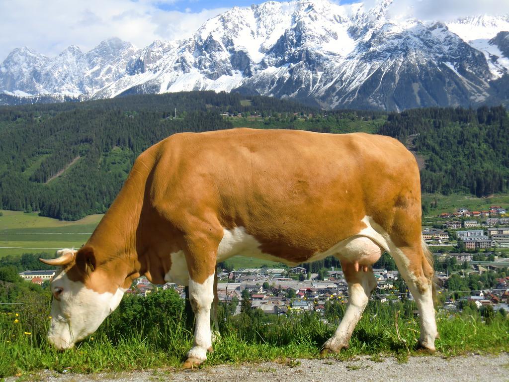 Spreitzhof - Appartements Schladming Bagian luar foto